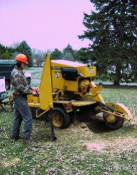 stump_grinding